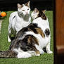 cat, animal, pet, outdoor, grass, white_cat, tabby_cat, fur, sitting, daylight, nature, two_animals, playful, feline, ears, whiskers, tail, closeup, sunlight, interaction