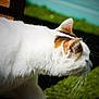 Kiki participe au concours pour gagner de l'argent avec cette photo : cat, white_cat, side_profile, animal, pet, fur, whiskers, outdoor, grass, sunlight, close_up, nature, mammal, head, ears, daylight, shadow, wood, focus, domestic_cat