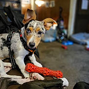 Lillybelle joined the competition — help win amazing prizes! dog, puppy, toy, indoor, couch, pet, animal, black_dog, leash, harness, furniture, carpet, blurred_background, ears, chew_toy, domestic_animal, playing, resting, companion, curious