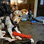 dog, puppy, toy, indoor, couch, pet, animal, black_dog, leash, harness, furniture, carpet, blurred_background, ears, chew_toy, domestic_animal, playing, resting, companion, curious