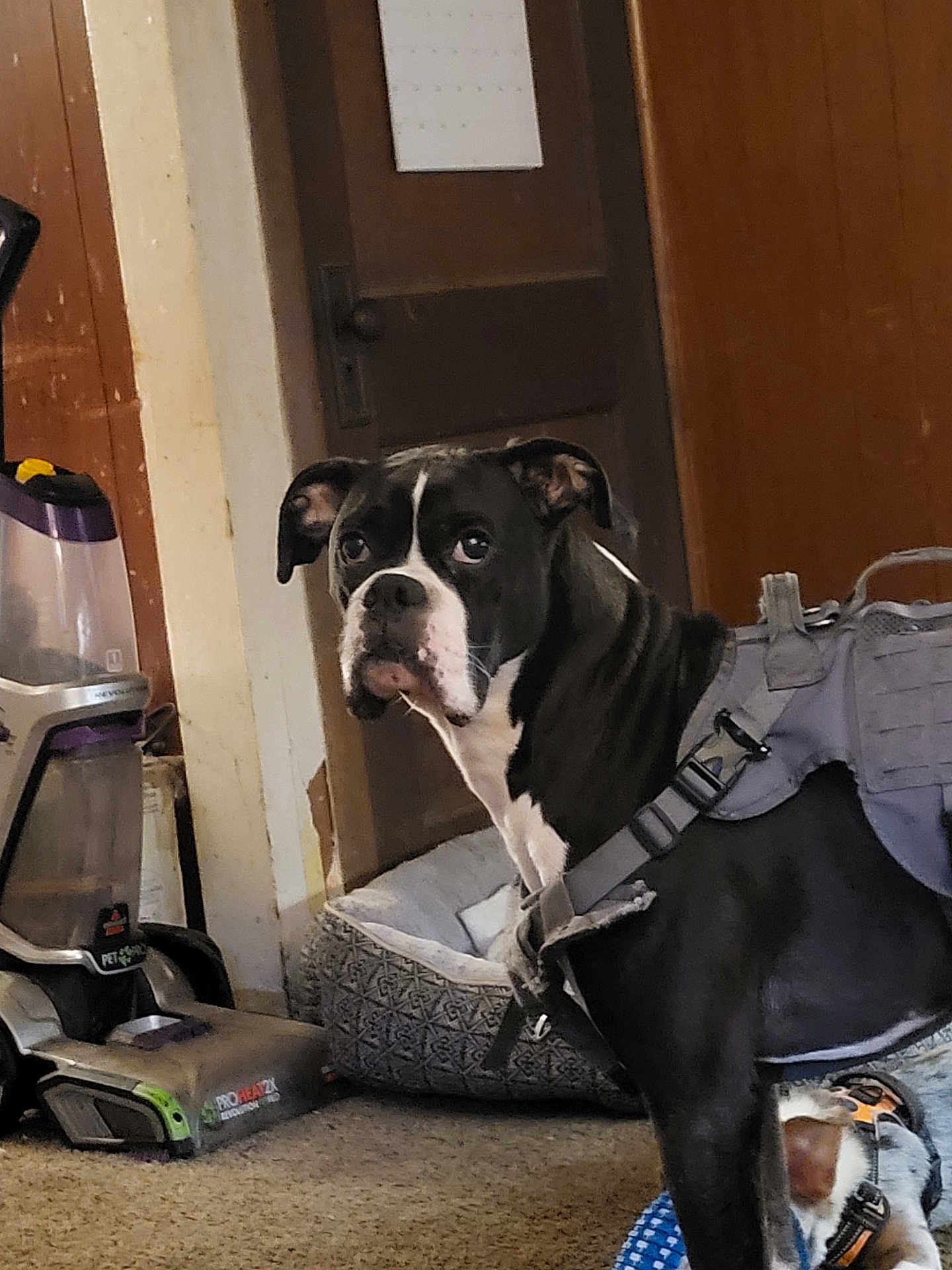 Fenrir joined the competition — help win amazing prizes! dog, indoor, harness, vacuum_cleaner, dog_bed, carpet, black_and_white, pet, canine, small_dog, furniture, leash, domestic, animal, household, looking, standing, curious, companion, floor