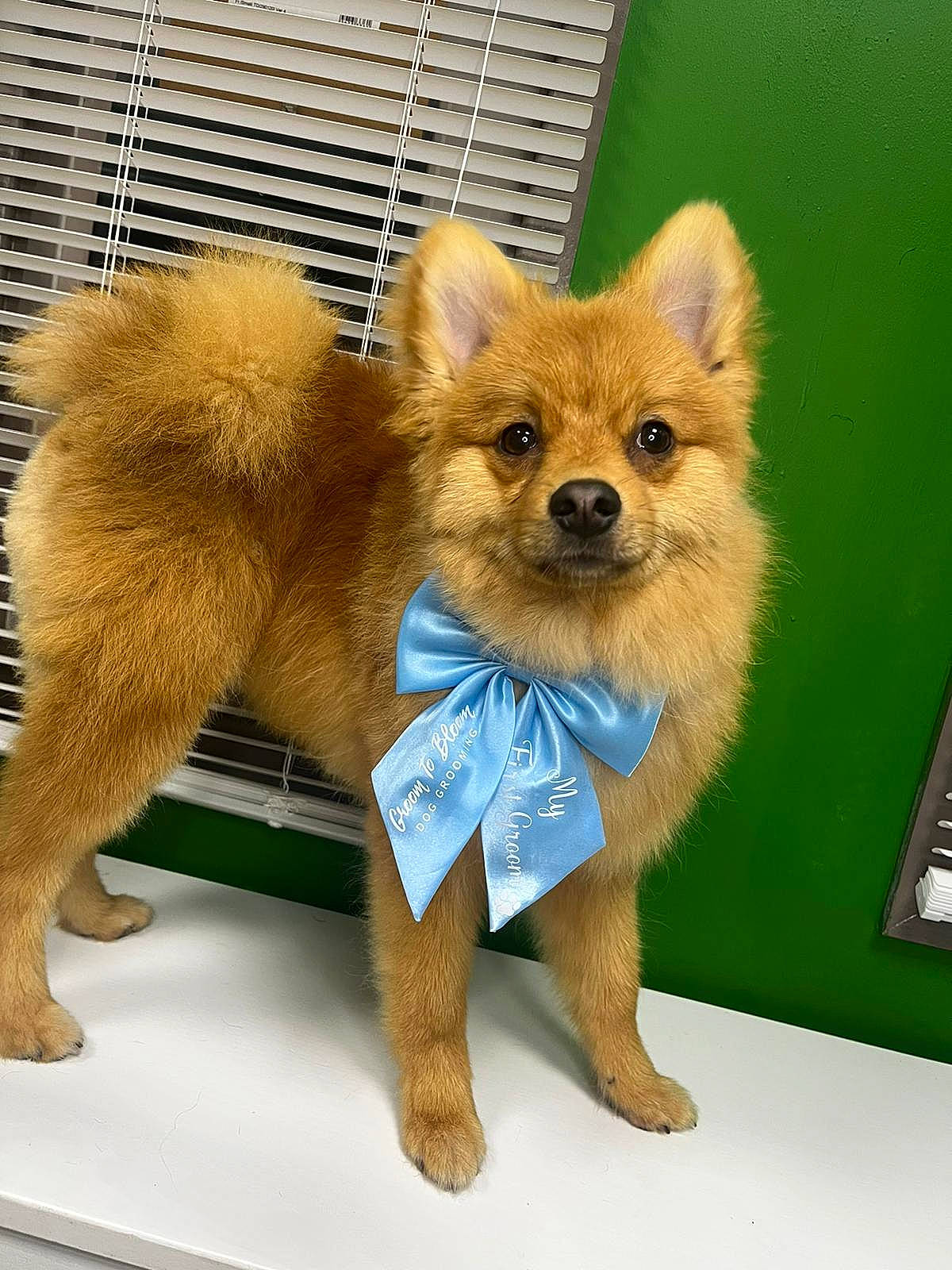 Ellis joined the competition — help win amazing prizes! ancient_dog_breeds, canidae, carnivore, companion_dog, computer_keyboard, dog, dog_breed, dog_supply, fawn, fur, non_sporting_group, puppy, snout, tail, terrestrial_animal, toy, toy_dog, whiskers, wildlife, working_animal