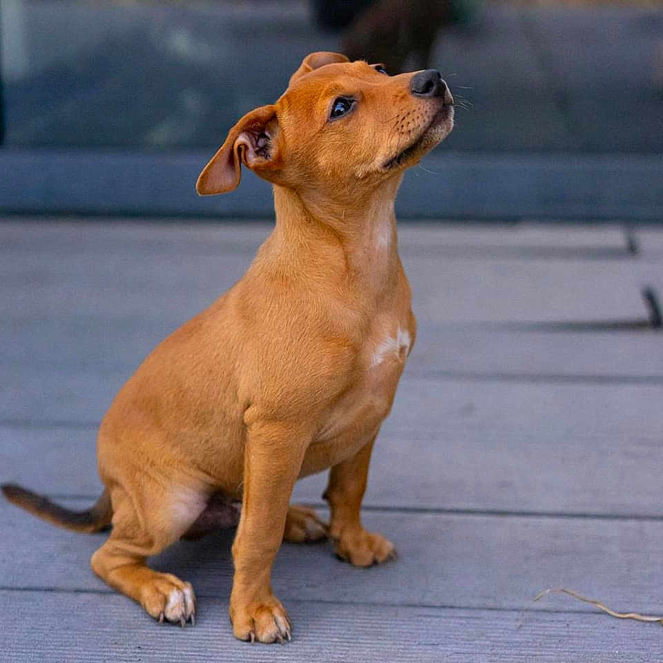 Saïko participe au concours pour gagner de l'argent avec cette photo : accessories, animal, beagle, boxer, bulldog, canine, chihuahua, dog, frenchbulldog, hound, labradorretriever, leash, pet, pitbull, pointer, puppy, snout, strap, whitedog