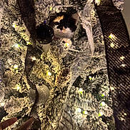 Star joined the competition — help win amazing prizes! cat, kitten, christmas_tree, holiday, ornaments, lights, decorations, fluffy, black_and_white, frosted_branches, ribbon, baubles, indoor, festive, hiding, peeking, whiskers, portrait, close_up, christmas