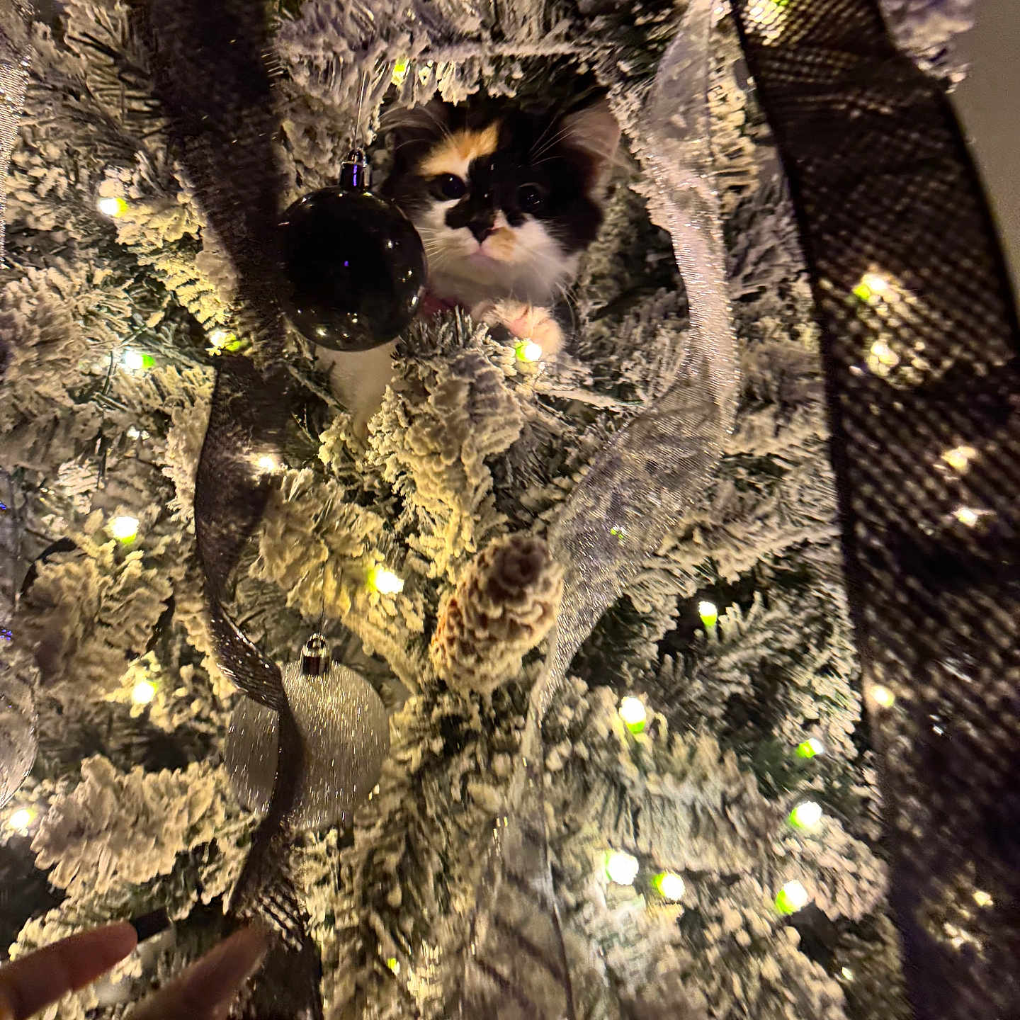 Star joined the competition — help win amazing prizes! cat, kitten, christmas_tree, holiday, ornaments, lights, decorations, fluffy, black_and_white, frosted_branches, ribbon, baubles, indoor, festive, hiding, peeking, whiskers, portrait, close_up, christmas