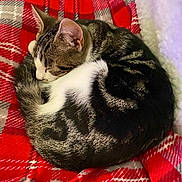 Bluebell is registered to the contest to win money with this photo: cat, tabby, sleeping, curled_up, blanket, plaid, red, white, cozy, feline, pet, indoor, resting, fur, animal, cute, domestic, comfort, relaxation, nap