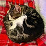 cat, tabby, sleeping, curled_up, blanket, plaid, red, white, cozy, feline, pet, indoor, resting, fur, animal, cute, domestic, comfort, relaxation, nap