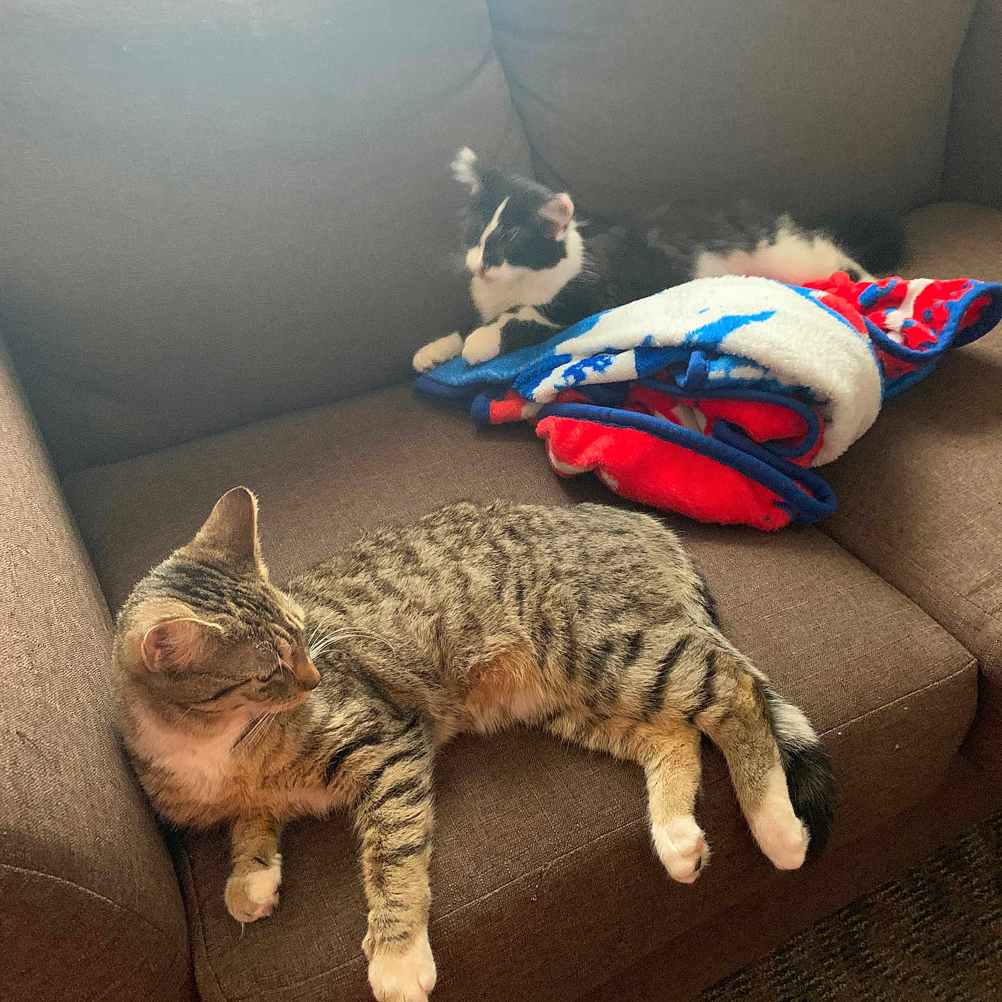 Lila is registered to the contest to win money with this photo: animal, architecture, building, canine, cat, chair, couch, cushion, dog, furniture, homedecor, indoors, interiordesign, kitten, livingroom, person, pet, pillow, room, sleeping