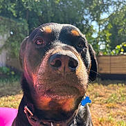 Troy joined the competition — help win amazing prizes! animal, black_coat, blue_tag, canine, close_up, collar, dog, domestic_animal, face, fence, grass, nose, outdoor, pet, portrait, rottweiler, summer, sunlight, tan_markings, yard