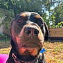 animal, black_coat, blue_tag, canine, close_up, collar, dog, domestic_animal, face, fence, grass, nose, outdoor, pet, portrait, rottweiler, summer, sunlight, tan_markings, yard