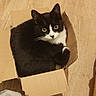 Bagheera participe au concours pour gagner de l'argent avec cette photo : cat, tuxedo_cat, cardboard_box, black_and_white, curious, indoor, pet, fur, whiskers, floor, cozy, small_space, looking_up, animal, cute, domestic_cat, home, relaxed, box, feline