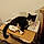 Bagheera