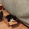 Bagheera a rejoint le concours — aidez-le/la à gagner de superbes lots ! cat, black_and_white, cardboard_box, floor, couch, indoor, pet, animal, feline, curious, cozy, small_box, domestic_cat, wooden_floor, resting, looking_away, household, cute, companion, relaxed