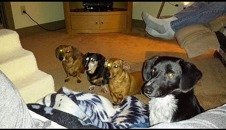 Rascal joined the competition — help win amazing prizes! analog_television, cabinetry, canidae, carnivore, chair, comfort, companion_dog, couch, dog, dog_breed, dog_supply, drawer, fur, furniture, hardwood, living_room, room, sporting_group, television, working_animal