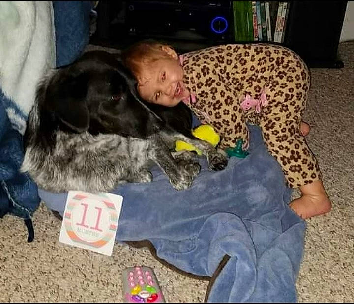 Jasper joined the competition — help win amazing prizes! baby, canidae, carnivore, child, comfort, companion_dog, couch, dog, dog_breed, dog_supply, fawn, fur, guard_dog, lap, nap, sitting, smile, sporting_group, toddler, working_animal