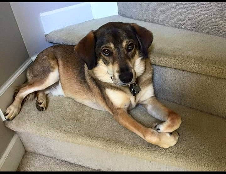 Brutus joined the competition — help win amazing prizes! bored, canidae, carnivore, comfort, companion_dog, dog, dog_breed, fawn, fur, paw, puppy, snout, sporting_group, street_dog, tail, terrestrial_animal, working_animal, working_dog