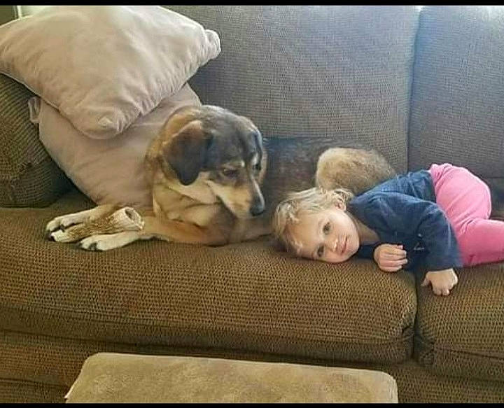 Brutus joined the competition — help win amazing prizes! bedtime, carnivore, cloud, comfort, companion_dog, couch, dog, dog_breed, fawn, flooring, fur, happy, lap, linens, paw, room, sitting, snout, toddler, toy_dog