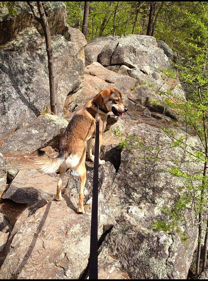 Brutus is registered to the contest to win money with this photo: adventure, bedrock, canidae, carnivore, dog, dog_breed, fawn, goats, leash, outcrop, plant, rock, slope, soil, sporting_group, tail, terrestrial_animal, wildlife, wood, working_animal