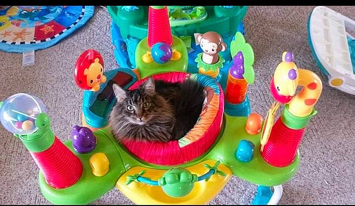 Kitty is registered to the contest to win money with this photo: carnivore, cat, cat_bed, cat_supply, event, fawn, felidae, fun, hat, holiday, mammal, play, recreation, room, small_to_medium_sized_cats, stuffed_toy, tail, toy, vertebrate, whiskers