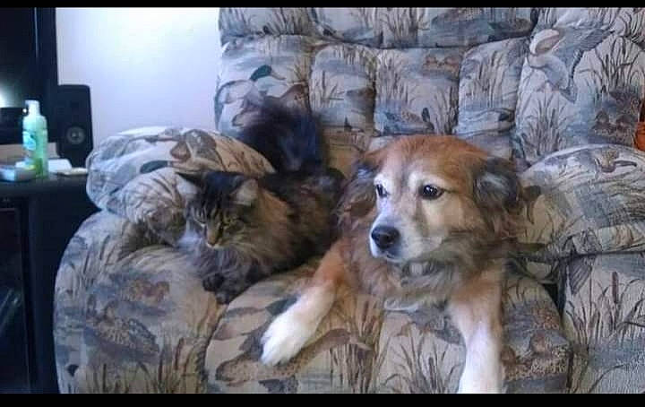 Kitty joined the competition — help win amazing prizes! art, bed, canidae, carnivore, comfort, companion_dog, couch, dog, dog_breed, fawn, felidae, fur, laptop, puppy, room, sporting_group, terrestrial_animal, whiskers