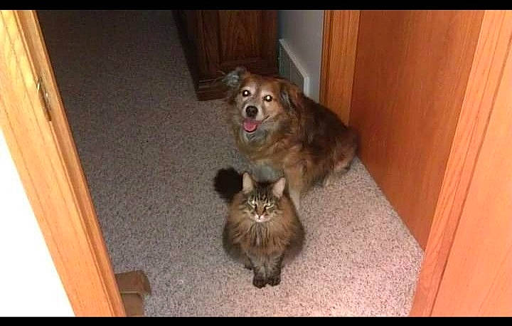 Kitty joined the competition — help win amazing prizes! canidae, carnivore, cat, companion_dog, dog, dog_breed, fawn, felidae, floor, flooring, fur, german_spitz, hardwood, paw, small_to_medium_sized_cats, sporting_group, tail, terrestrial_animal, whiskers, wood