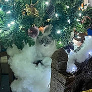 Lilly joined the competition — help win amazing prizes! cat, christmas_tree, ornaments, lights, cotton_snow, holiday_decor, festive, indoor, curious, fluffy, white, greenery, decoration, tree_branch, animal, pet, soft, twinkle_lights, castle_model, cozy