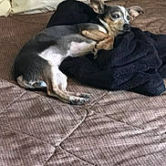 Heartbreaker is registered to the contest to win money with this photo: dog, bed, blanket, indoor, pet, relaxed, small_dog, fur, animal, lying_down, cozy, brown, white, black, ears, paw, comfort, resting, household, sleepy