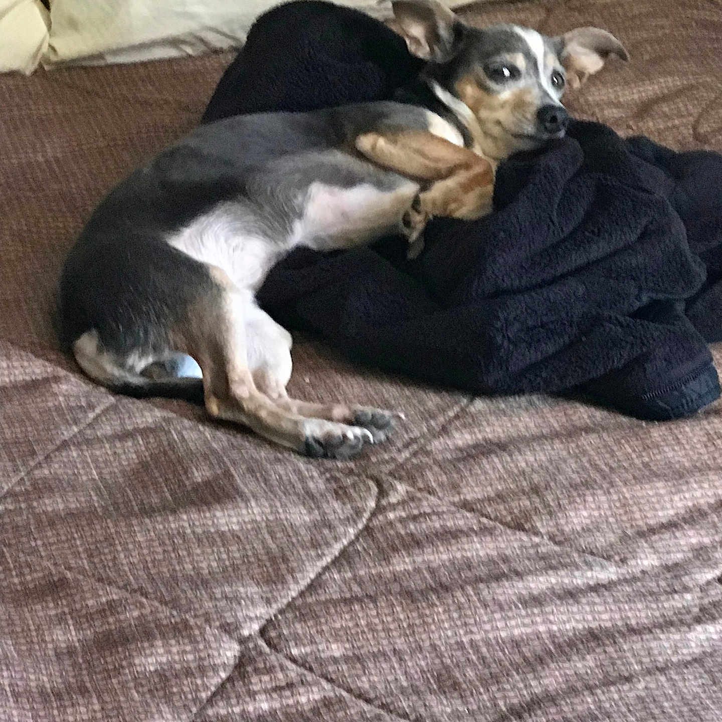 Heartbreaker is registered to the contest to win money with this photo: animal, bed, black, blanket, brown, comfort, cozy, dog, ears, fur, household, indoor, lying_down, paw, pet, relaxed, resting, sleepy, small_dog, white