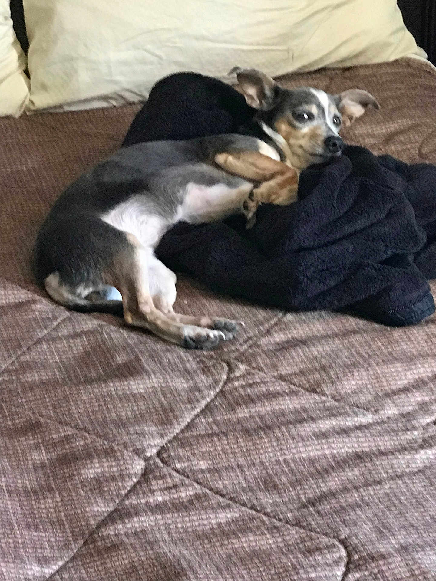 Heartbreaker is registered to the contest to win money with this photo: dog, bed, blanket, indoor, pet, relaxed, small_dog, fur, animal, lying_down, cozy, brown, white, black, ears, paw, comfort, resting, household, sleepy