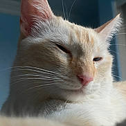 Kasper joined the competition — help win amazing prizes! animal, blue_background, cat, close_up, cream_colored, cute, domestic_cat, face, feline, fur, indoor, mammal, pet, pink_nose, portrait, relaxed, resting, sleepy_eyes, soft_light, whiskers