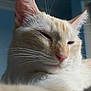 animal, blue_background, cat, close_up, cream_colored, cute, domestic_cat, face, feline, fur, indoor, mammal, pet, pink_nose, portrait, relaxed, resting, sleepy_eyes, soft_light, whiskers