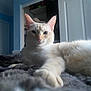 Kasper is registered to the contest to win money with this photo: animal, blanket, blue_wall, cat, closet, cozy, cream_colored, door, ears, face, feline, fur, home, indoor, lounging, paw, pet, relaxed, soft_texture, whiskers