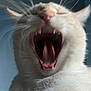 Kasper is registered to the contest to win money with this photo: animal, blurred_background, cat, close_up, cute, domestic_animal, expression, face, feline, fur, head, indoor, mouth_open, pet, portrait, sleepy, teeth, tongue, whiskers, yawning
