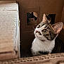 cat, kitten, tabby_cat, cardboard, box, pet, whiskers, large_eyes, curious, portrait, indoor, cozy, fur, close_up, peeking, hole, cardboard_texture, sitting, playful, animal