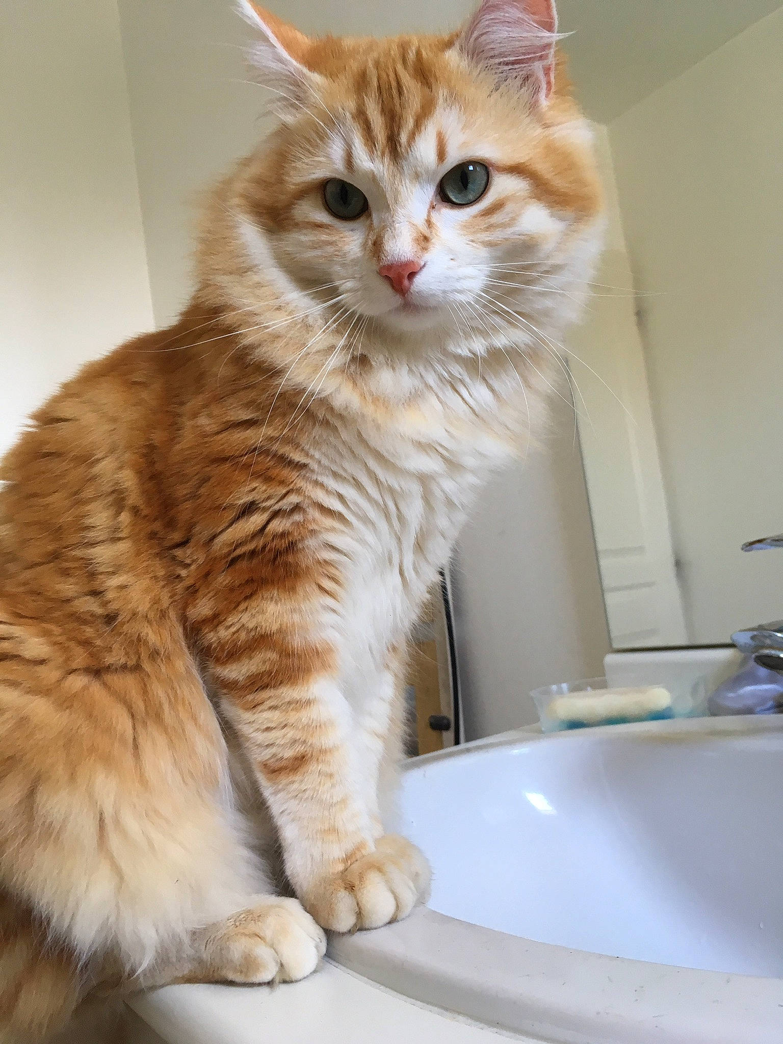 Oberyn a rejoint le concours — aidez-le/la à gagner de superbes lots ! aegean_cat, asian_semi_longhair, australian_mist, british_semi_longhair, carnivore, cat, domestic_short_haired_cat, european_shorthair, fawn, felidae, kitten, maine_coon, mammal, norwegian_forest_cat, paw, ragamuffin, siberian, small_to_medium_sized_cats, tabby_cat, whiskers