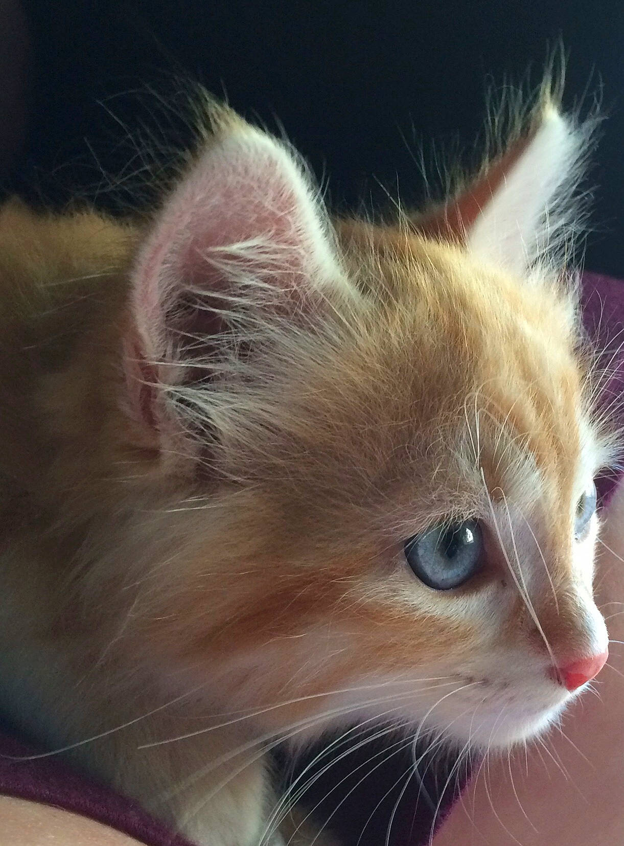 Oberyn participe au concours pour gagner de l'argent avec cette photo : american_curl, carnivore, cat, close_up, domestic_long_haired_cat, ear, eye, fawn, felidae, fur, kitten, mammal, nose, small_to_medium_sized_cats, snout, whiskers