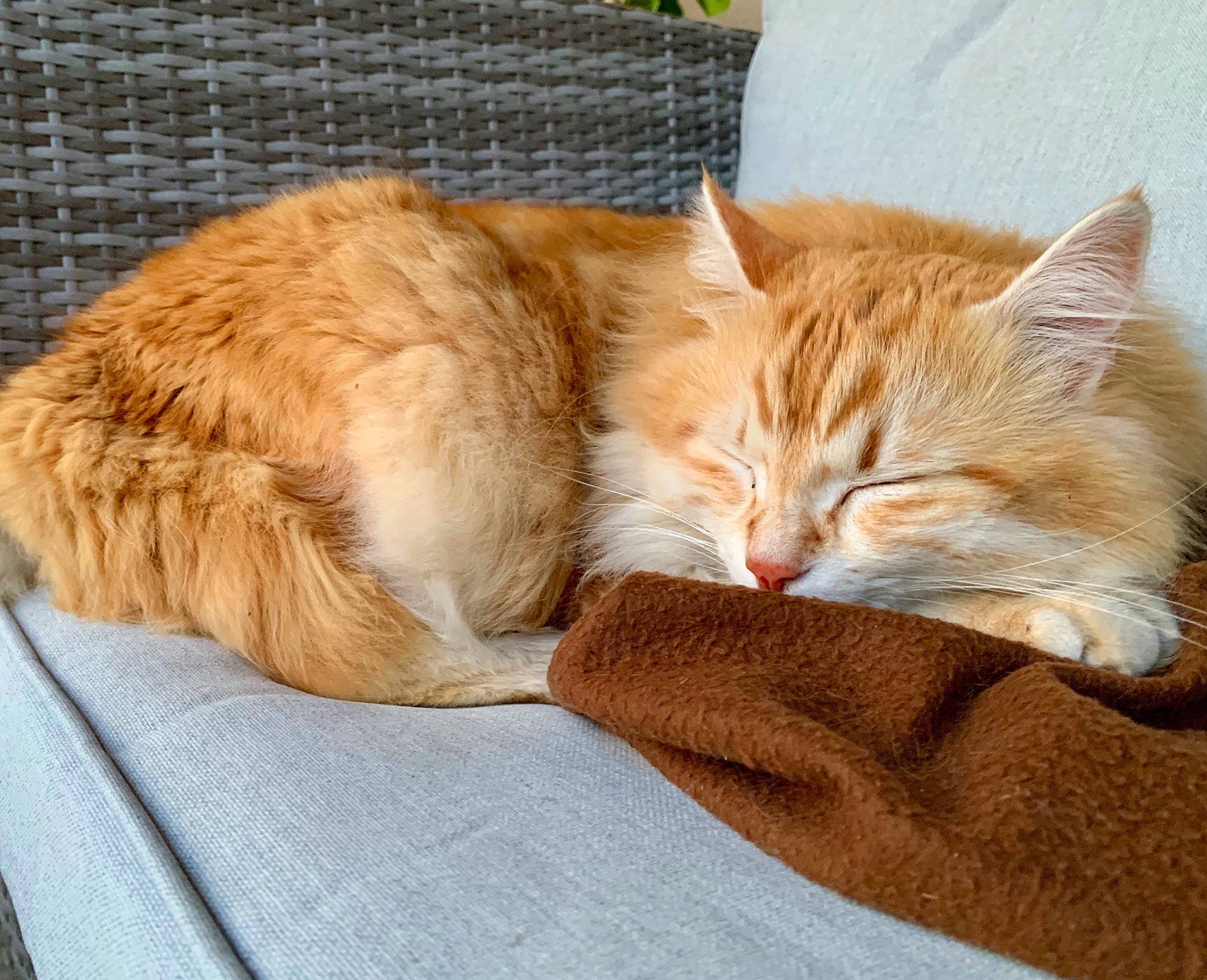 Oberyn a rejoint le concours — aidez-le/la à gagner de superbes lots ! asian, carnivore, cat, comfort, domestic_short_haired_cat, ear, european_shorthair, fawn, felidae, fur, kitten, nap, sleep, small_to_medium_sized_cats, tabby_cat, tail, whiskers