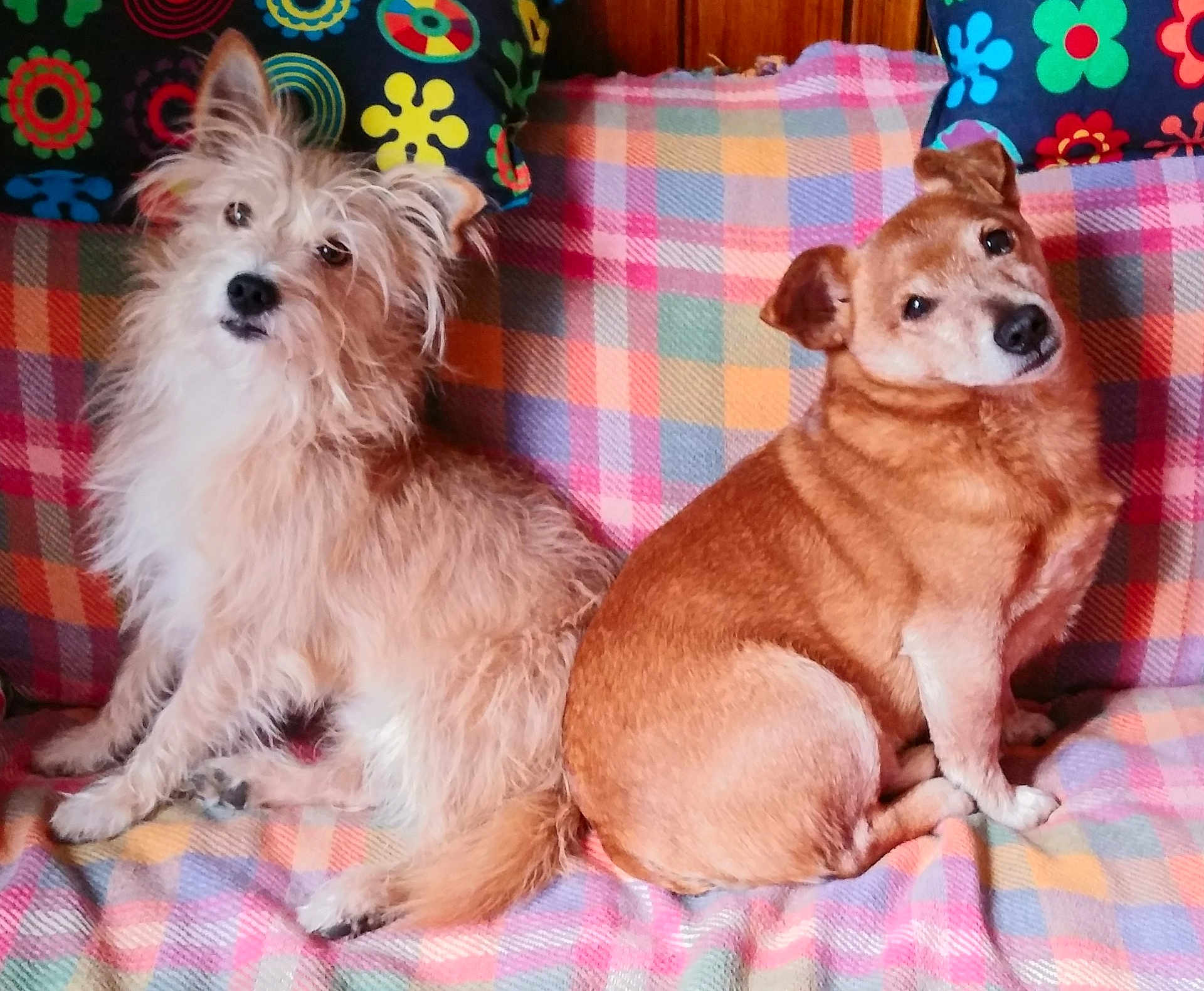 Maki Bibou participe au concours pour gagner de l'argent avec cette photo : animal, architecture, bed, canine, cockerspaniel, couch, cushion, dog, eskimodog, furniture, homedecor, indoors, interiordesign, linen, papillon, pet, pillow, puppy, terrier, whitedog