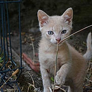 Mawa participe au concours pour gagner de l'argent avec cette photo : kitten, cat, animal, outdoor, nature, fence, playful, curious, young, pet, paw, plant, stem, nose, fur, whiskers, tail, ground, leaves, daylight