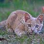 alert, animal, cat, closeup, crouching, cute, ears, eyes, focus, fur, grass, hunting, mammal, nature, outdoor, pet, predator, whiskers, wildlife, young