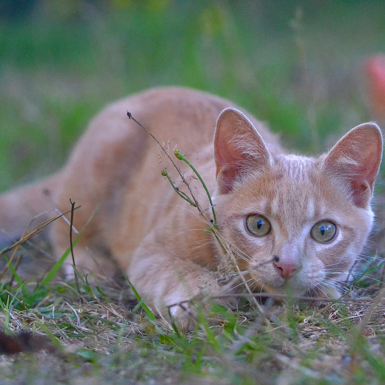 Mawa participe au concours pour gagner de l'argent avec cette photo : alert, animal, cat, closeup, crouching, cute, ears, eyes, focus, fur, grass, hunting, mammal, nature, outdoor, pet, predator, whiskers, wildlife, young