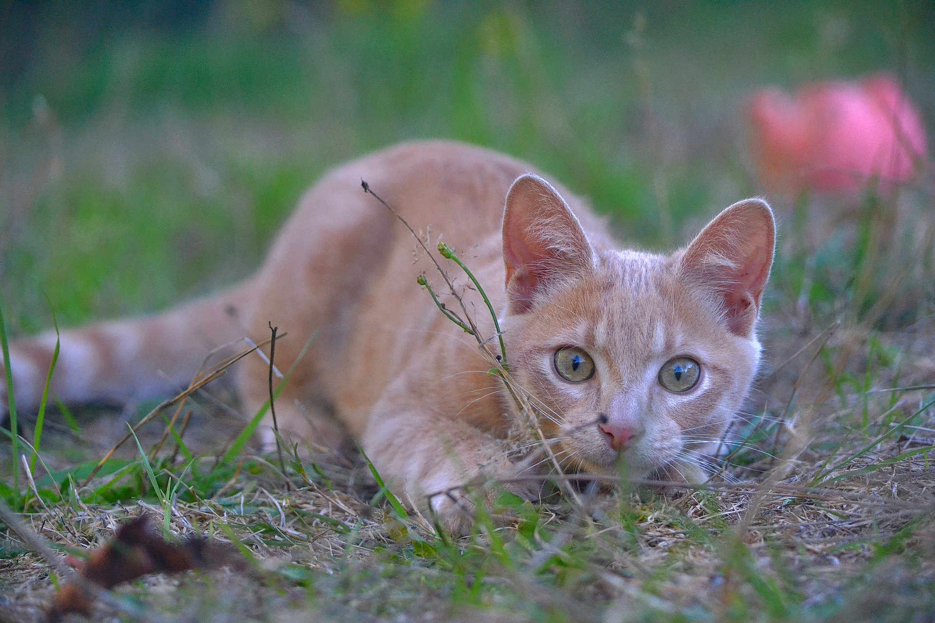 Mawa participe au concours pour gagner de l'argent avec cette photo : cat, animal, outdoor, grass, nature, alert, predator, fur, ears, eyes, cute, wildlife, mammal, whiskers, crouching, young, pet, closeup, focus, hunting