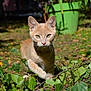 Mawa participe au concours pour gagner de l'argent avec cette photo : cat, kitten, ginger_cat, outdoor, garden, greenery, leaves, sunlight, animal, pet, feline, nature, young_cat, walking, closeup, focused, whiskers, ears, ground, daylight