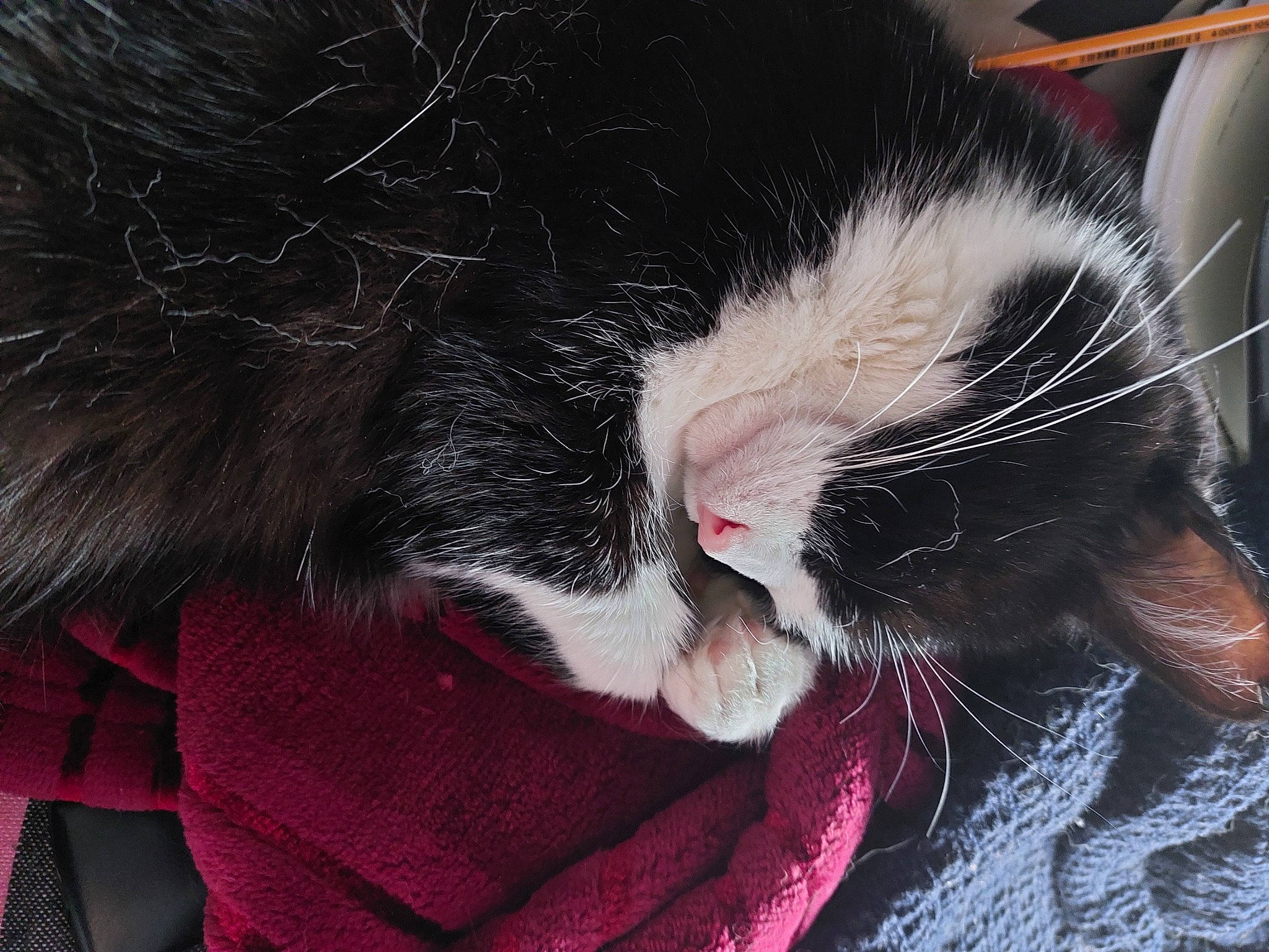 Rilka a rejoint le concours — aidez-le/la à gagner de superbes lots ! carnivore, cat, cat_supply, claw, comfort, domestic_short_haired_cat, ear, eye, felidae, foot, fur, lap, nap, paw, pet_supply, sleep, small_to_medium_sized_cats, snout, tail, whiskers