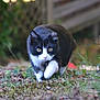 cat, black_and_white, outdoor, grass, moss, animal, pet, wildlife, nature, closeup, predator, walking, focused, yellow_eyes, feline, mammal, stealth, blurred_background, plant, ground