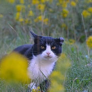 Rilka participe au concours pour gagner de l'argent avec cette photo : cat, black_and_white_cat, grass, yellow_flowers, outdoor, nature, animal, wildflowers, field, plant, fur, whiskers, eyes, mammal, flora, close_up, focus, serious_expression, crouching, daylight