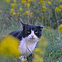 cat, black_and_white_cat, grass, yellow_flowers, outdoor, nature, animal, wildflowers, field, plant, fur, whiskers, eyes, mammal, flora, close_up, focus, serious_expression, crouching, daylight