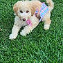 puppy, dog, grass, outdoor, pet, cute, fluffy, young, animal, playful, fur, pink, blue, plaid, costume, nature, green, summer, adorable, canine
