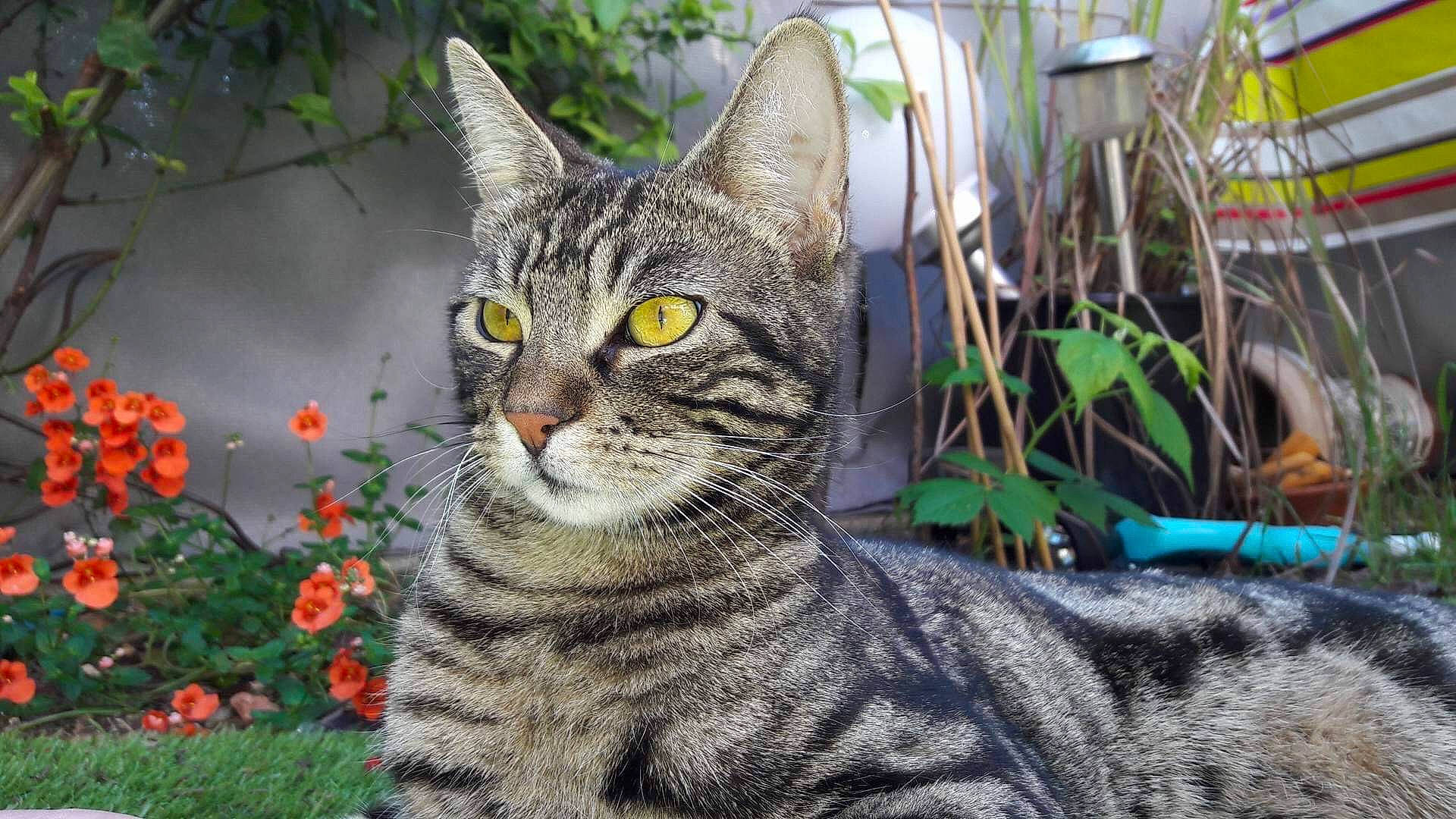 Tigrou participe au concours pour gagner de l'argent avec cette photo : american_shorthair, american_wirehair, asian, australian_mist, california_spangled, carnivore, cat, domestic_short_haired_cat, dragon_li, european_shorthair, felidae, mammal, ocicat, pixie_bob, small_to_medium_sized_cats, snout, tabby_cat, vertebrate, whiskers, wild_cat
