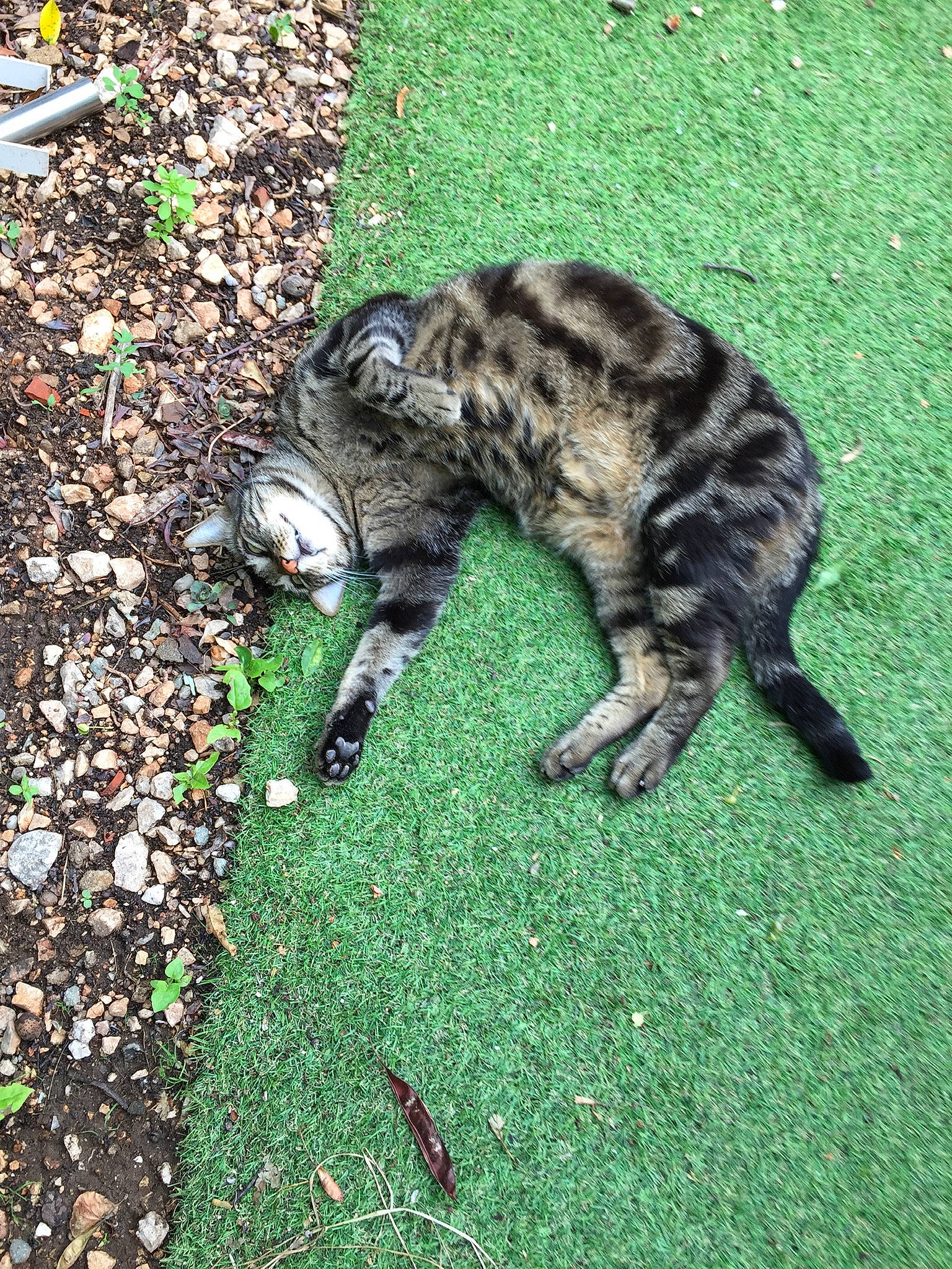 Tigrou participe au concours pour gagner de l'argent avec cette photo : canidae, carnivore, cat, claw, dog_breed, domestic_short_haired_cat, felidae, fur, grass, groundcover, military_camouflage, road_surface, small_to_medium_sized_cats, snout, soil, sporting_group, tail, terrestrial_animal, whiskers, wildlife